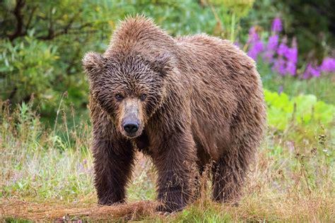 Female Alaska Peninsula Brown Bear Ursus Arctos Horribilis In Katmai
