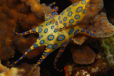 Blue Ringed Octopus Hunting