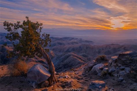 Keys View Joshua Tree National Park Oc 7952x5304 Joshua Tree