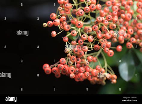 Small Orange Berries Hi Res Stock Photography And Images Alamy