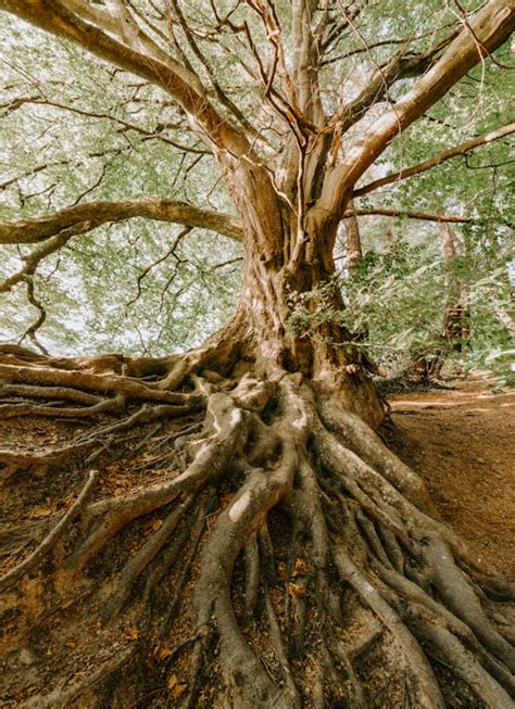 Tree Roots Photos Download The Best Free Tree Roots Stock Photos And Hd