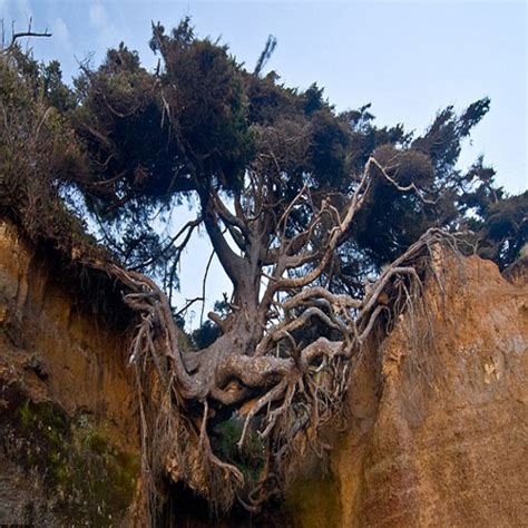 Amazing tree found without its roots Part 3, khaskhabar.com