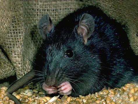 Black Rat Naturerules1 Wiki Fandom