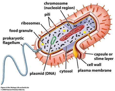Apart from providing strength to the cell, it also helps in maintaining the. Microbiology 3540 > Donna Balding > Flashcards ...