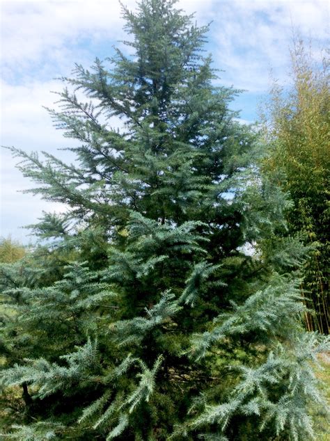Fall In Love With Patti Faye The Most Exquisite Deodar Cedar Caes