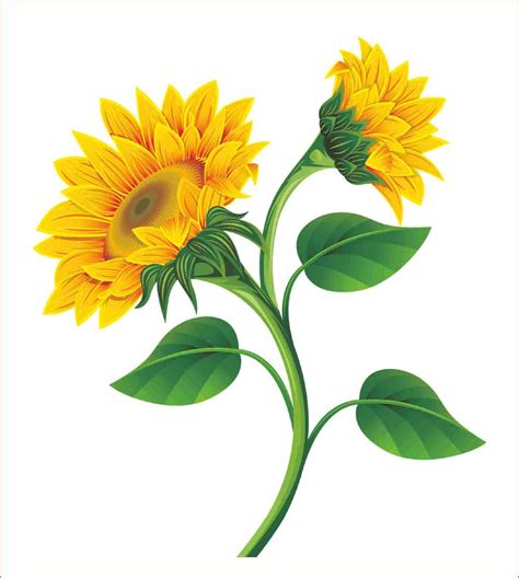 Fantastis 17 Sketsa Gambar Kolase Bunga Matahari Gamb