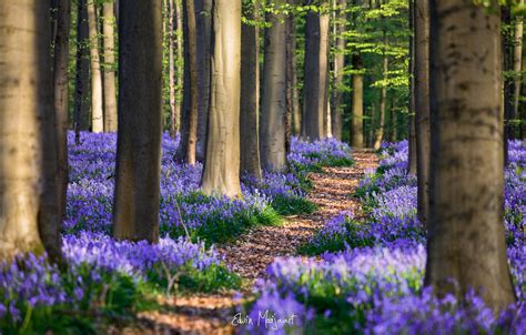 Wallpaper Flowers Hyacinthoides April Forest Spring Belgium Images