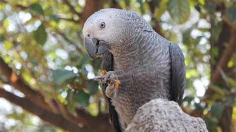 Top 7 Most Intelligent Pet Parrot Species The Pets Ideal
