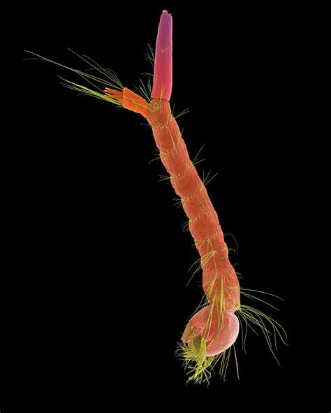 Mosquito Larva Photograph By Dennis Kunkel Microscopyscience Photo