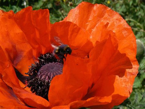 SockletWorld: Giant Poppies