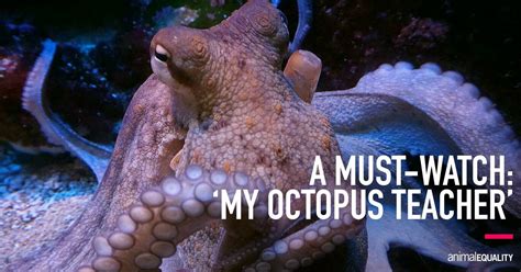 Full movie online free after years of swimming every day in the freezing ocean at the tip of africa, craig foster. 'My Octopus Teacher' is the Nature Documentary We All Need ...