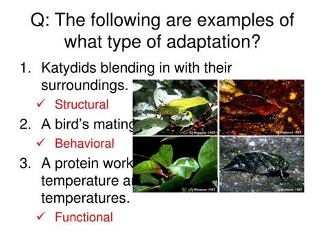 Ppt The Theory Of Evolution Powerpoint Presentation Id