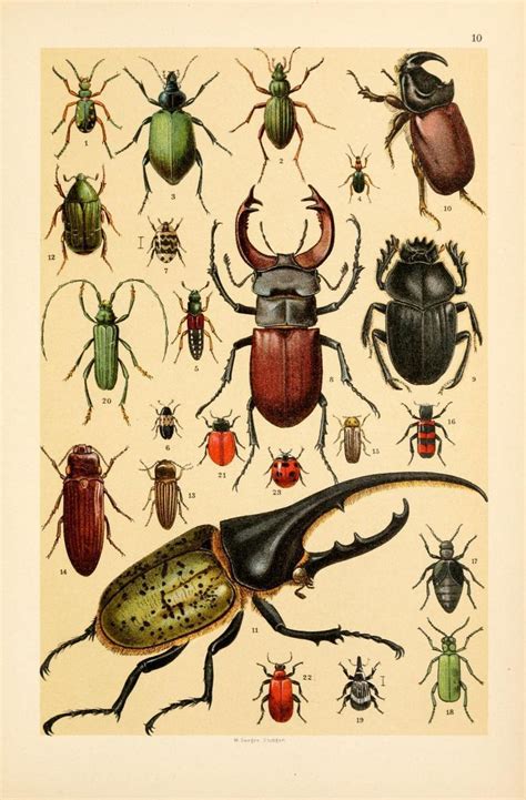 Scientific Illustration Scientific Illustration Insect Art Vintage