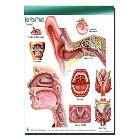 Ear Nose Throat Anatomical Chart Lupon Gov Ph