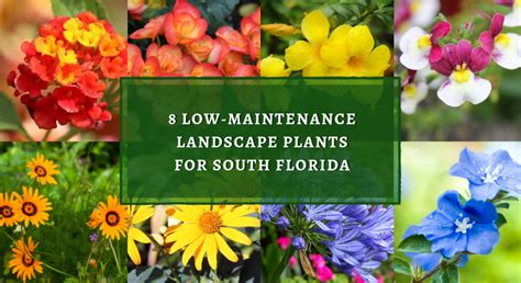 8 Low Maintenance Landscape Plants For South Florida Plant Professionals
