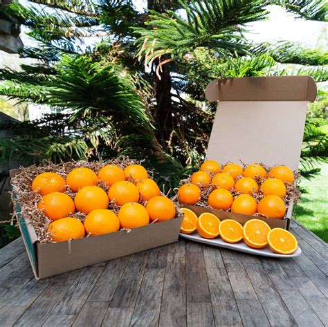 Organic Navel Oranges 10lbs