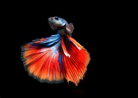 Betta Siamese Fighting Fish Underwater Tropical Psychedelic