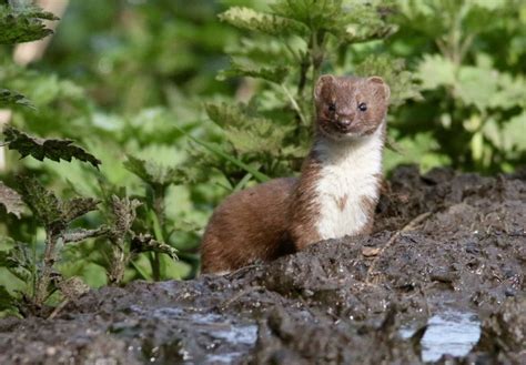 When Weasels Eat Water Voles The Mammal Society