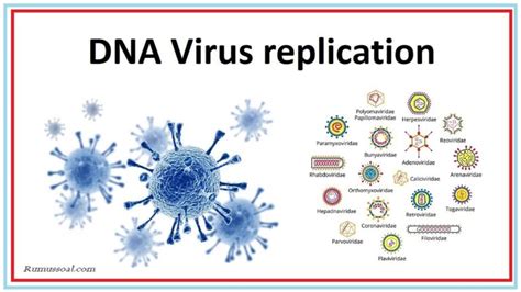 Reproduksi Virus DNA Pengertian Proses Ciri Struktur