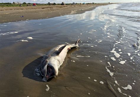 Scientists Link Dolphin Deaths In Gulf To 2010 Bp Spill Chicago Tribune