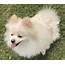 Stud Dog  Male Full Breed Pomeranian White And Gold Your