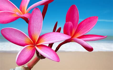 壁紙 ピンクのプルメリア、花、ビーチ、海 2560x1600 Hd 無料のデスクトップの背景 画像