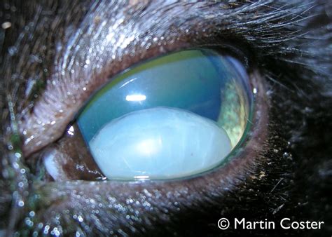 Lens Instability Luxationsubluxation In The Dog And Cat Mspca Angell