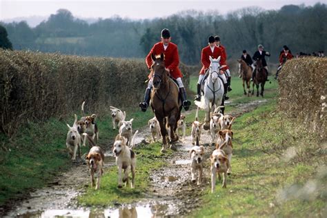 Fox Hunting In The Uk Facts History And The Law