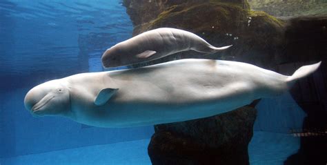 China Brags That A Beluga Whale Born In Captivity Is Healthy But