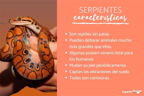 Sportolni Ellenszenv Jelzálog Donde Viven Las Serpientes Para Niños