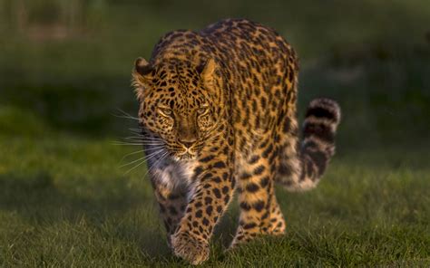 Wallpaper Leopard Animals Nature Depth Of Field Feline Big Cats