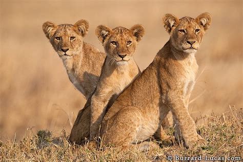 Three Lion Cubs Lions Photos Animals Beautiful Animals