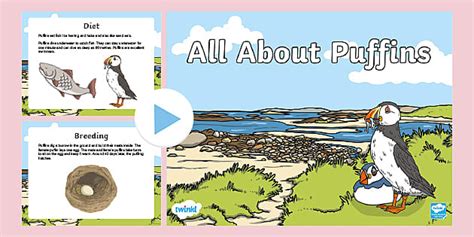 All About Puffins Powerpoint Facts About Puffins Twinkl