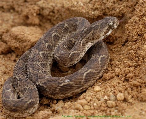 What Is The Most Poisonous Snake In India The Garden Of Eaden