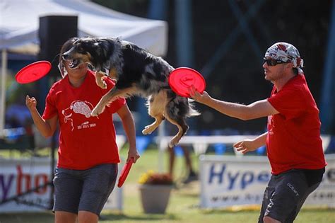 Photos Skyhoundz World Canine Disc Championship Chattanooga Times