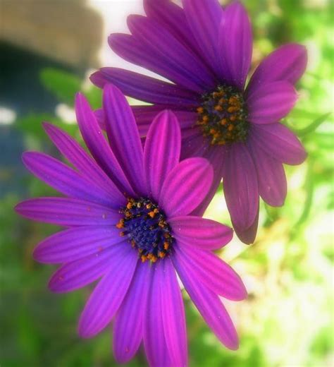 Download high quality flower pictures for your mobile, desktop or website. beautiful daisy flowers image.jpg Hi-Res 720p HD