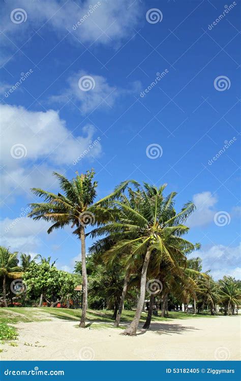 Palm Tree In Guam Stock Image Image Of Coconut Nature 53182405