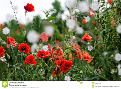 Red Poppy Flowers On The Field Stock Photo Image 49662972