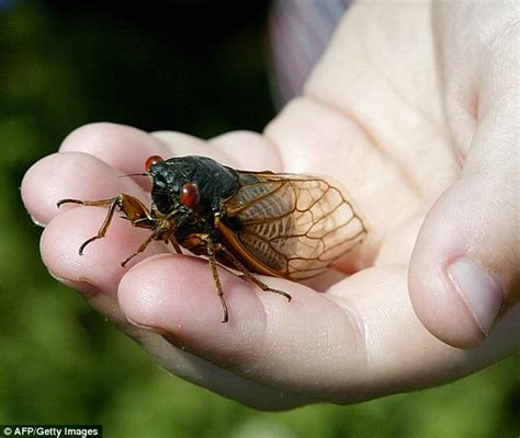 Billions Of Cicadas Prepare To Invade The East Coast Next Month Daily
