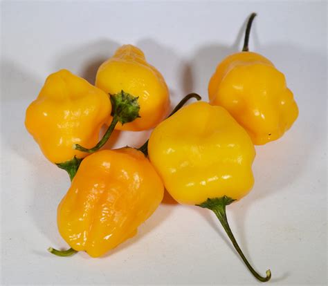Aji Amarillo Chili Seeds