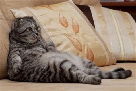 Amusingly Lazy Cats In The Ultimate State Of Relaxation