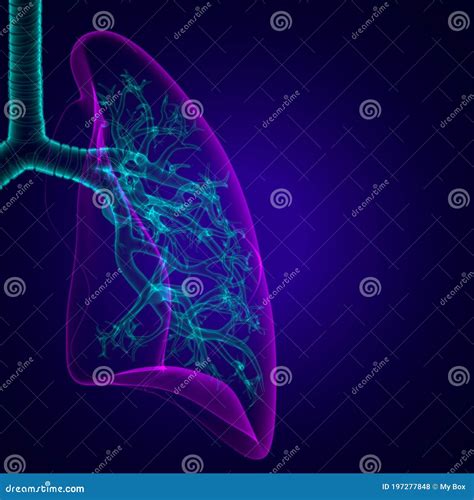 Anatomia Umana Sistema Respiratorio Polmoni Concetto Anatomia Umana My Xxx Hot Girl