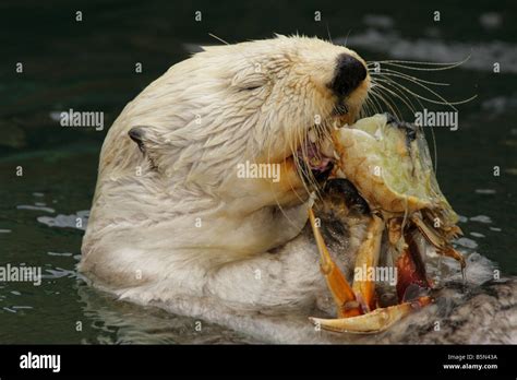 Otter Eating Crab Hi Res Stock Photography And Images Alamy