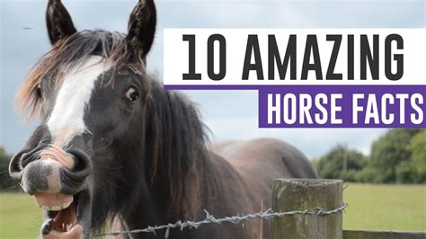 10 Amazing Horse Facts Presented By Triple Crown Feed
