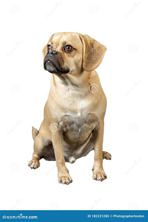Portrait Of Young Adorable Puggle Posing In Studio Stock Photo Image