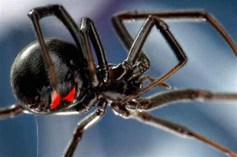 Deadly Black Widow Spider Is Found In The Uk Daily Star