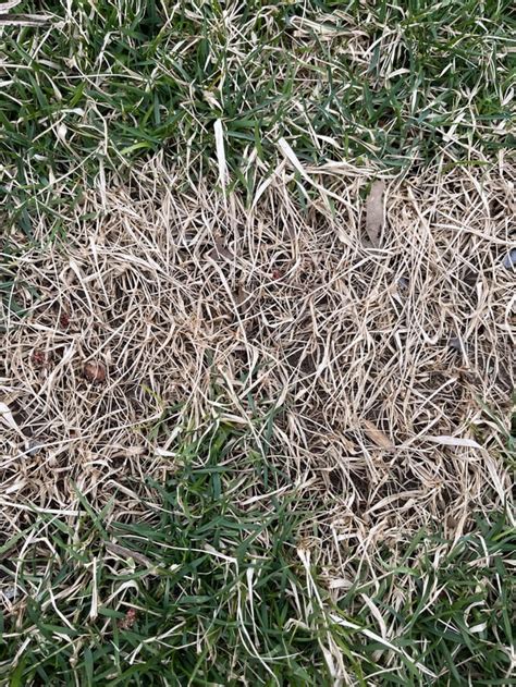 What Happened Here Fescue Turned Dormant Very Suddenly Its Still