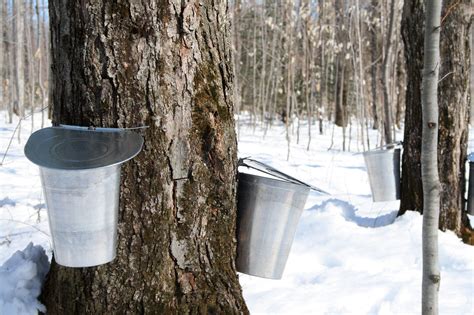 Great Canadian Maple Syrup Heist The Canadian Encyclopedia