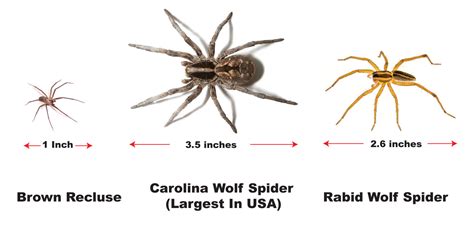 What Does The Wolf Spider Eat About Wolf Spider