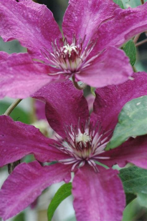 Pflanzenversand mit großer auswahl ? Clematis Clematis 'Ruutel' online kaufen | www.schmid ...
